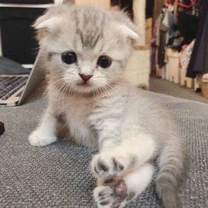 Meet your Posher, Gianna